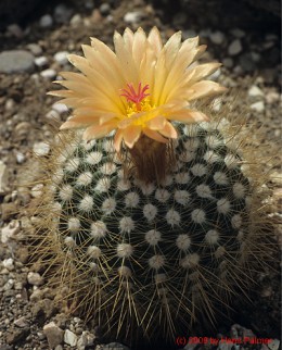 Notocactus cv. scopa x herterii II